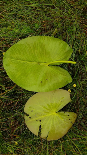 Yellow (top) and white Water Lily leaves Loch Urr 14 Aug 2019 ©Chris Miles