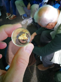 Sallow moth at New Galloway Moths at Home event