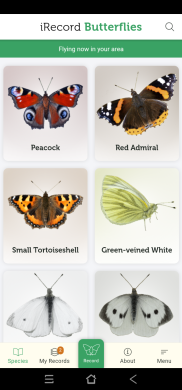iRecord butterflies app