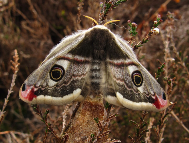 Emperor Moth <em>Saturnia pavonia</em> ©Barbara Mearns