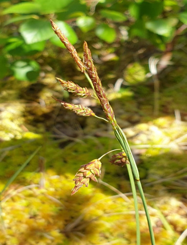 Bog Sedge <em>Carex limosa</em> ©Sarah Wood