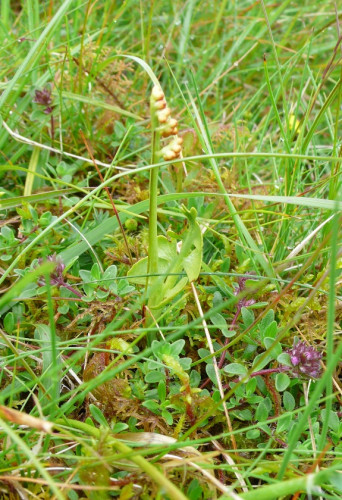 Moonwort <em>Botrychium lunaria</em>, Auchegibbert Hill, ©Chris Miles