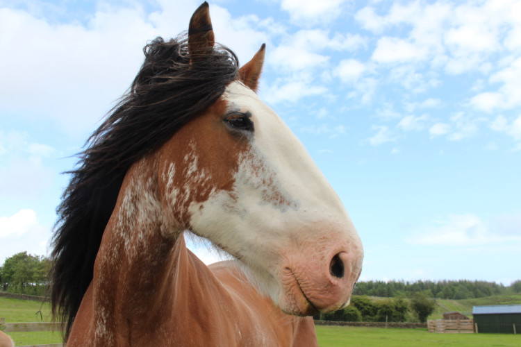 Horse <em>Equus caballus</em> ©Theo Stanning