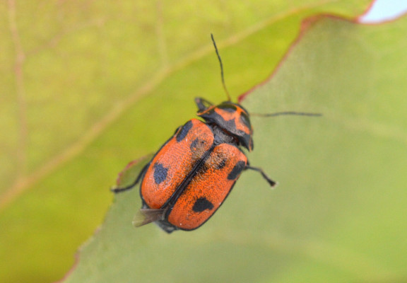 Six-Spotted Pot Beetle  <em>Cryptocephalus sexpunctatus</em> ©Richard Mearns