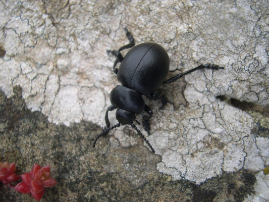Bloody-nosed Beetle <em>Timarcha tenebricosa</em> ©Peter Norman