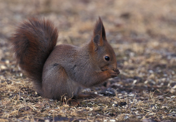 Red Squirrel <em>Sciurus vulgaris</em> ©Saxifraga-Arie de Knijff