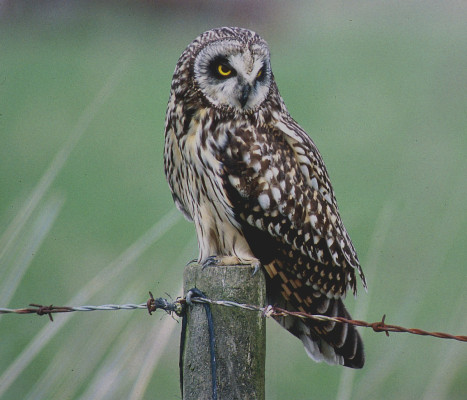 Short-eared Owl <em>Asio flammeus</em> ©Saxifraga-Piet Munsterman