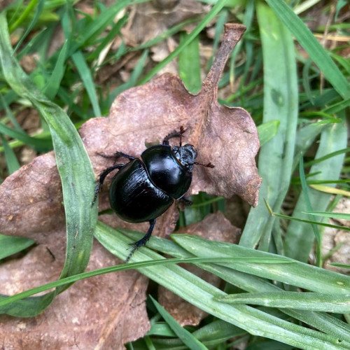 Woodland Dor Beetle <em>Anoplotrupes stercorosus</em> © Ken White