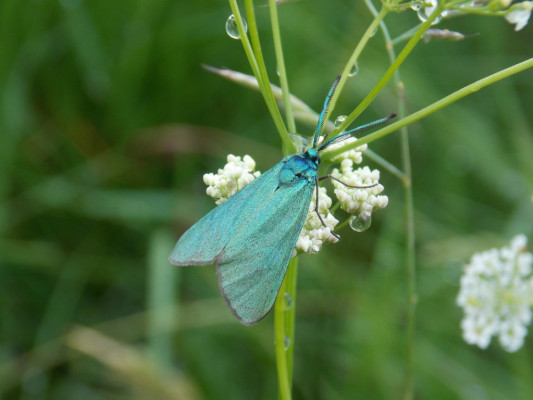 Forester Moth <em>Adscita statices</em> ©Buzz Clark