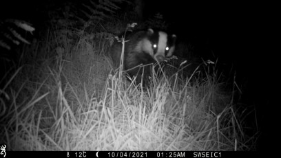 Badger on trail camera