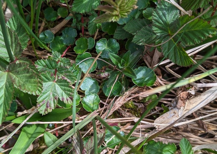 Marsh Pennywort <em>Hydrocotyle vulgaris</em> under Meadowsweet <em>Filipendula ulmaria</em> ©Chris Miles