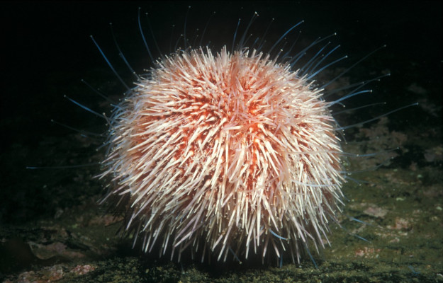 Common Edible Sea Urchin <em>Echinus esculentus</em> ©Saxifraga-Eric Gibcus