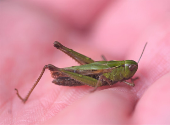 Common Green Grasshopper ©SWSEIC