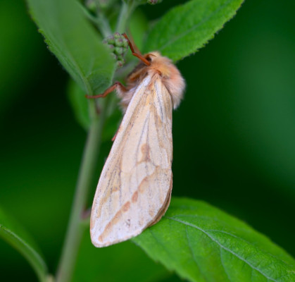 Female Ghost Moth Hepialus humuli