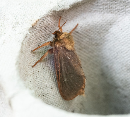 Map-winged swift (Hepicalus fusconebulosa) ©Terry Gilroy