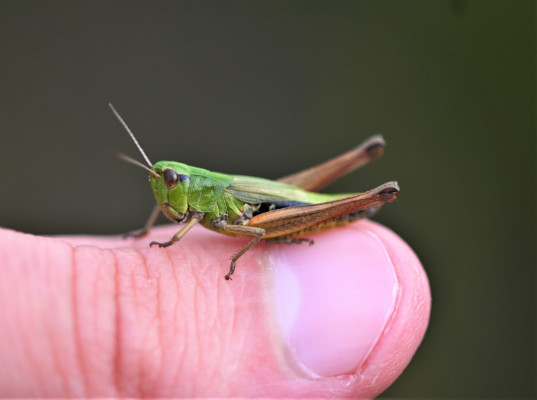 Meadow Grasshopper ©SWSEIC