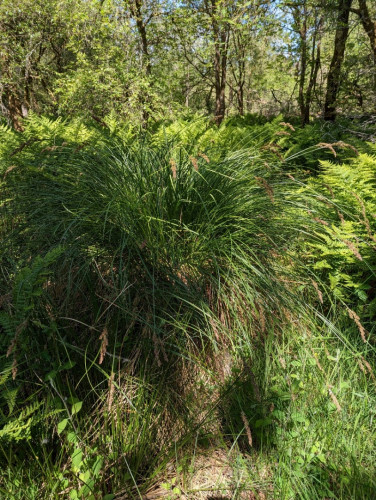 Tussock Sedge <em>Carex paniculata</em> in wet woodland ©Chris Miles