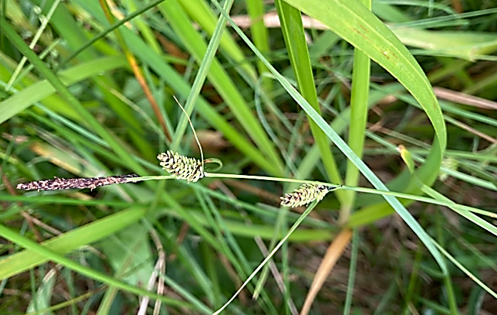 Tufted-sedge <em>Carex elata</em> ©©Sarah White