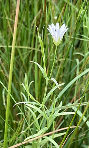 Marsh Stitchwort <em> Stellaria palustris</em> ©Sarah White