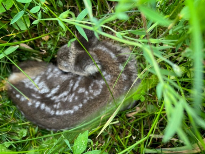 Fawn - Roe Deer <em> Capreolus capreolus</em> ©Max
