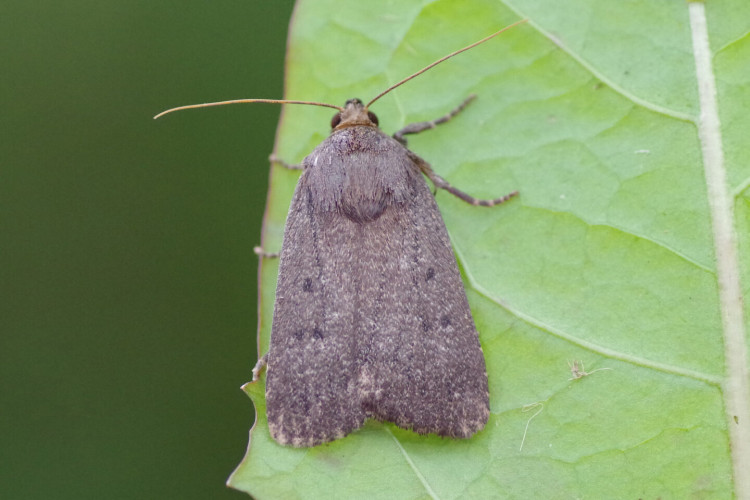 Mouse Moth [Glencaple, 2015] (Alison robertson)