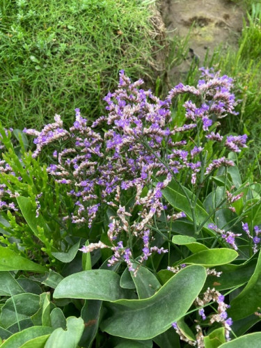 Common Sea-lavender <em>Limonium vulgare</em> ©Sarah White