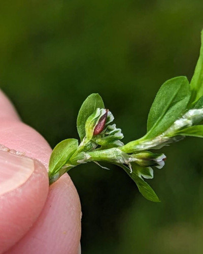 Northern Knotgrass with large brown nut ©Chris Miles