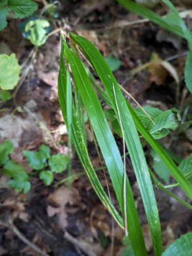 Wood Fescue <em>Drymochloa sylvatica</em> leaf at Hollows ©Chris Miles