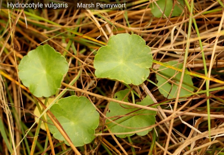 Marsh Pennywort <em>Hydrocotyle vulagaris</em> ©Sarah White