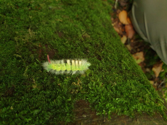 Pale Tussock caterpillar © Malcolm Haddow