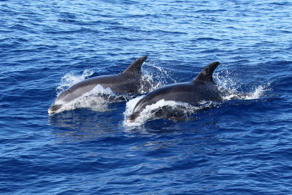 Bottle-nosed Dolphins <em>Tursiops truncatus</em> ©Saxifraga-Henk Baptist