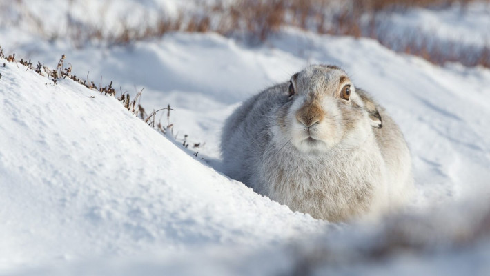 Mountain Hare <em>Lepus timidus</em> ©Mark Medcalf Shutterstock