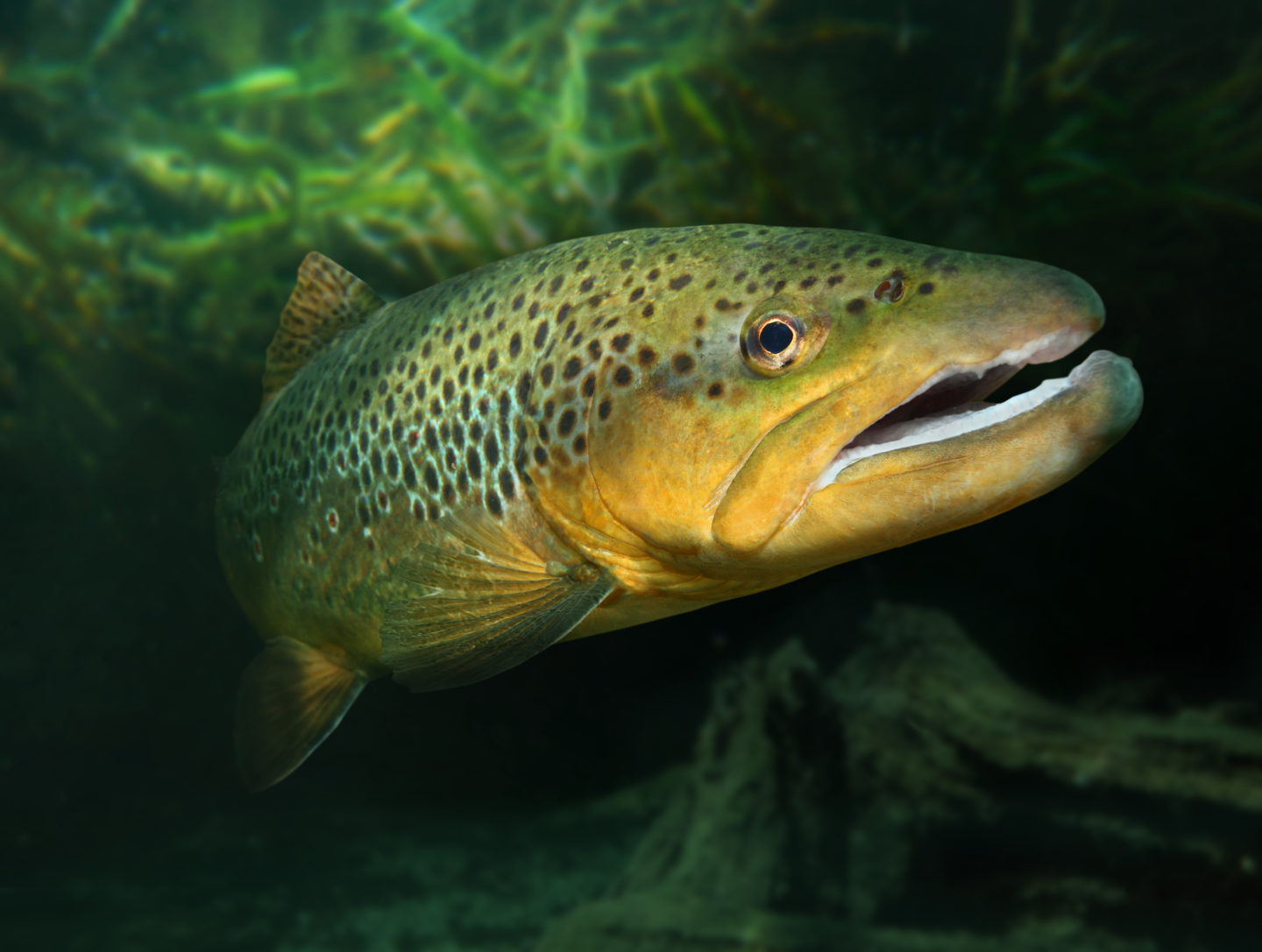 Brown Trout underwater South West Scotland Environmental Information