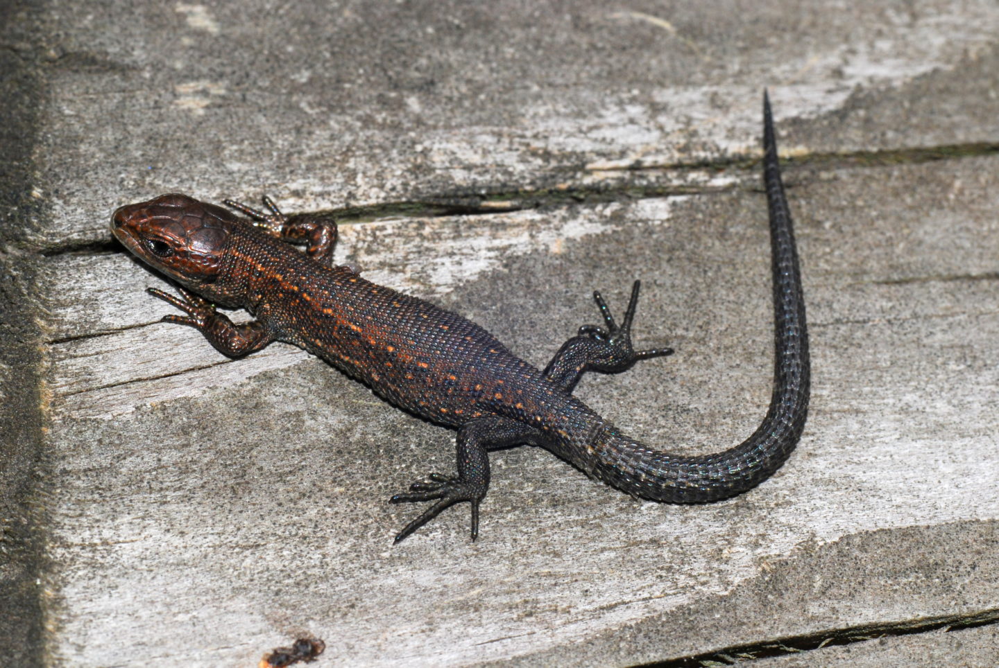 Common Lizard South West Scotland Environmental Information Centre