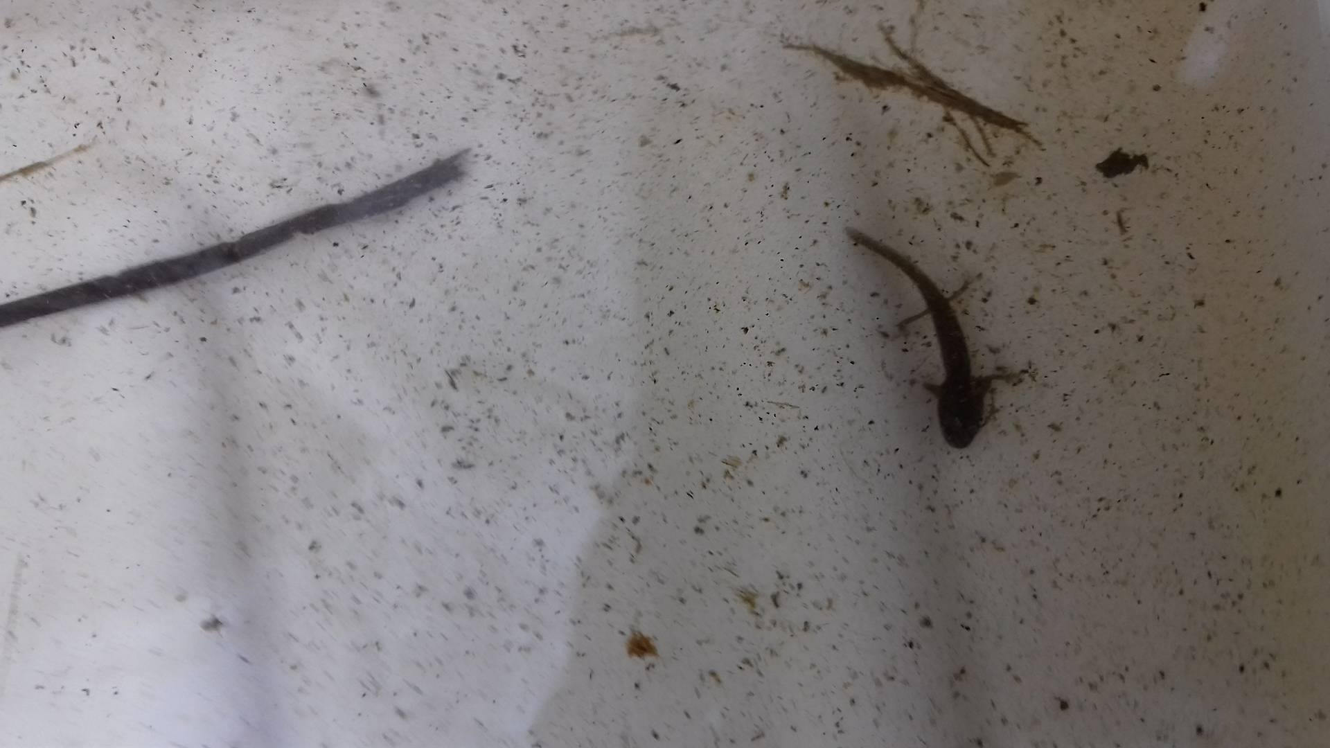 Newt larva 