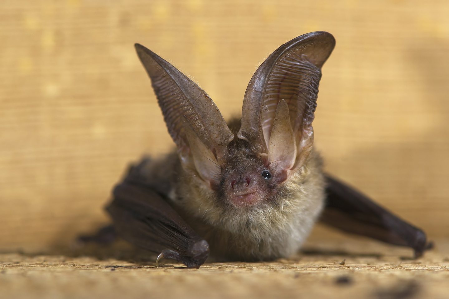 Scottish Bat Workers Conference SWSEIC