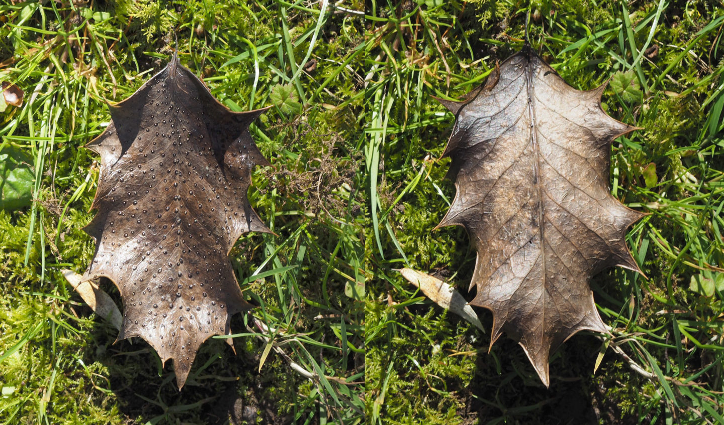 Holly Speckle fungus - upper and lower leaf surface