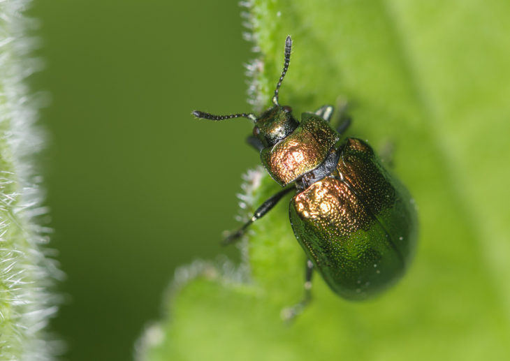 Green Dock Beetle