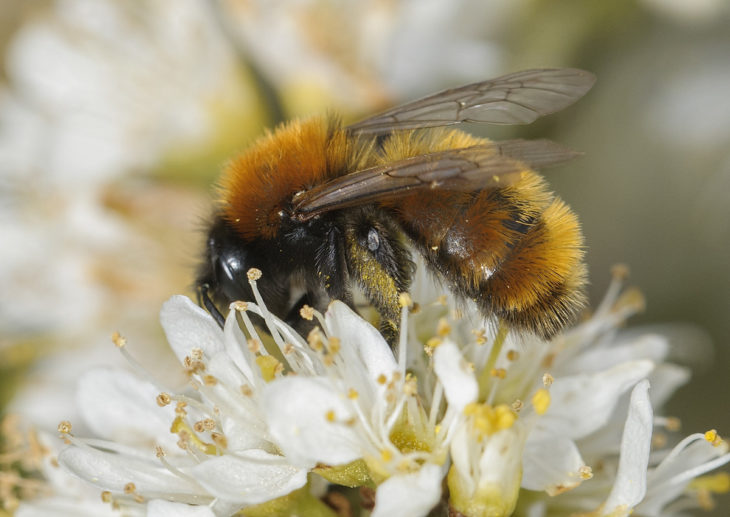 Female Tawny Mining Bee