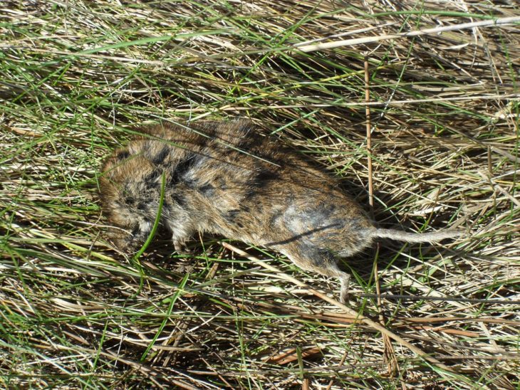 Dead Field Vole at Bogside Flats