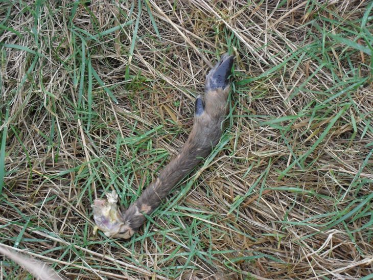 Roe deer leg at Bogside Flats