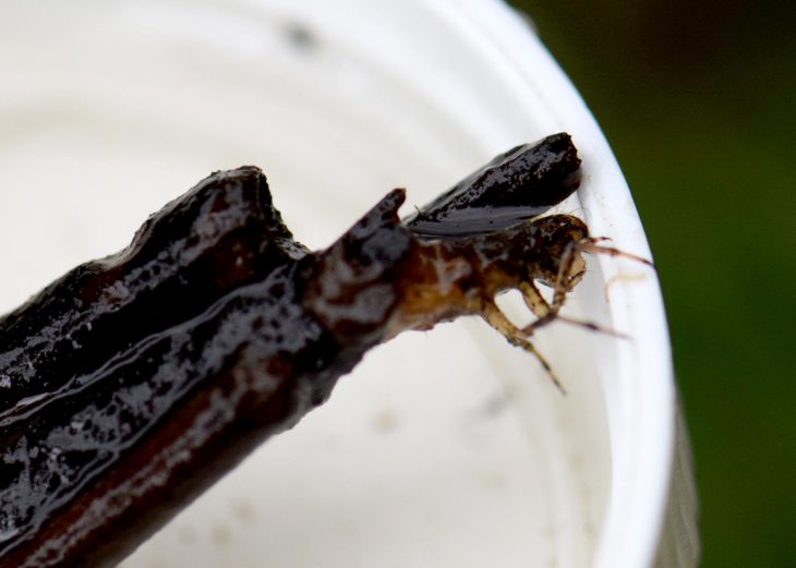 Dragonfly ID training, North Ayrshire