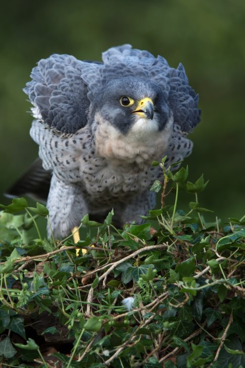 Peregrine Falcon