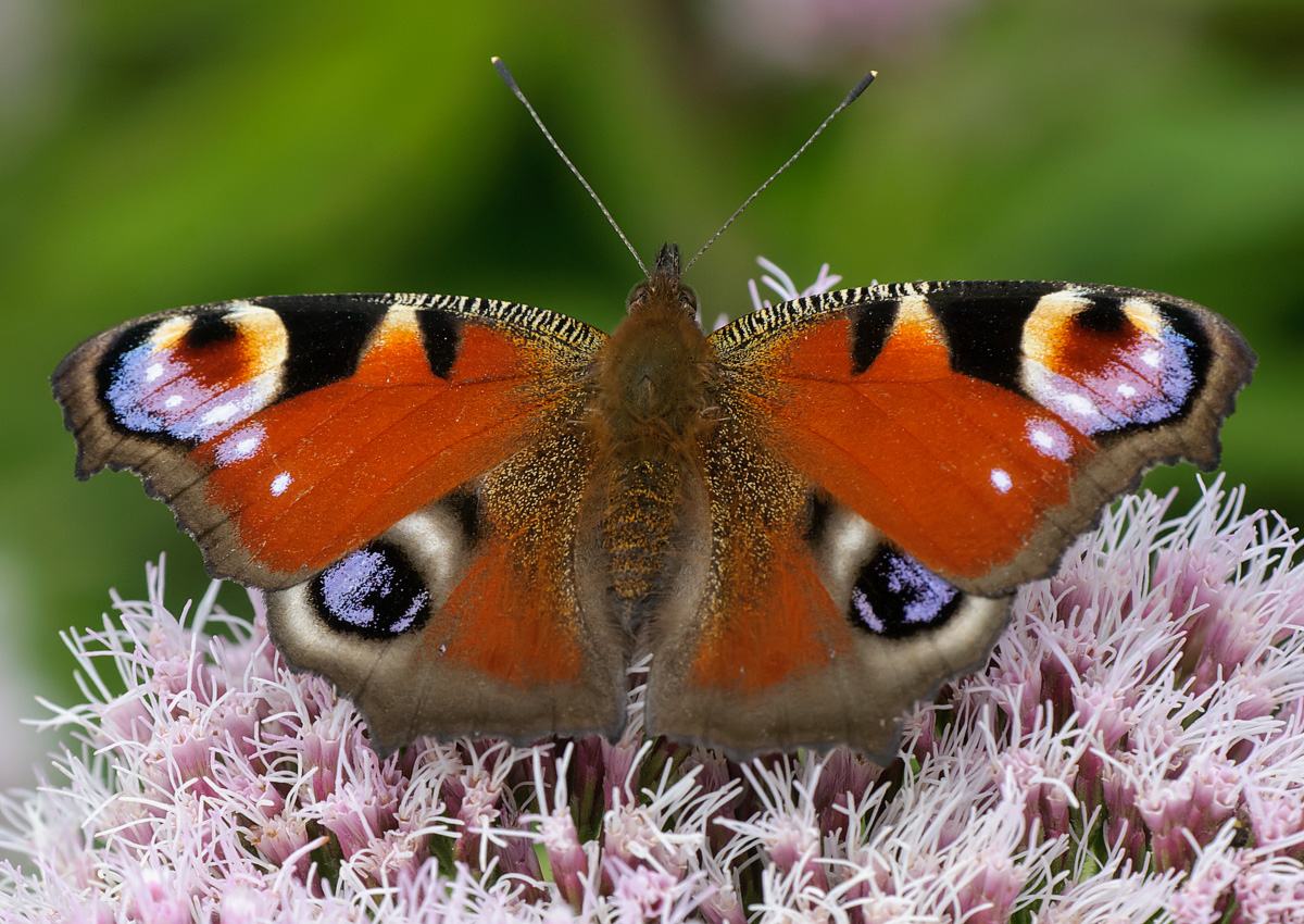 Butterfly Conservation Scotland Recorders' Conference 2019 SWSEIC