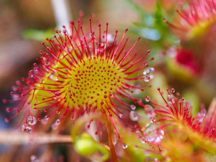 Round-leaved Sundew ©Nicram Sabod/shutterstock.com