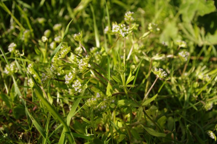 Valerianella locusta, Powfoot ©Chris Miles