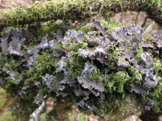 Peltigera sp. ©Jan Davidson