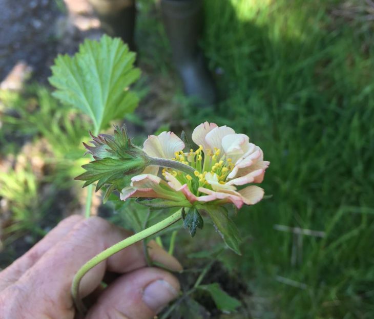 An aberrant Avens, Geum x hybridum ©David Hawker