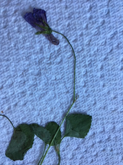 Early Dog Violet, Viola reichenbachiana © David Hawker