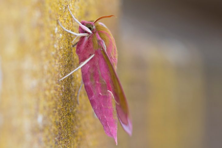 Elephant Hawk-moth ©Mike Bolam